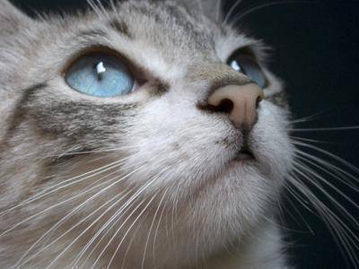 chat de ziral